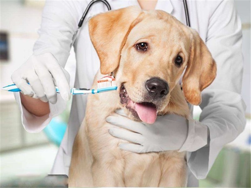 陆喜梅：宠物看病动辄近千元，宠物医院为什么这么会赚钱？