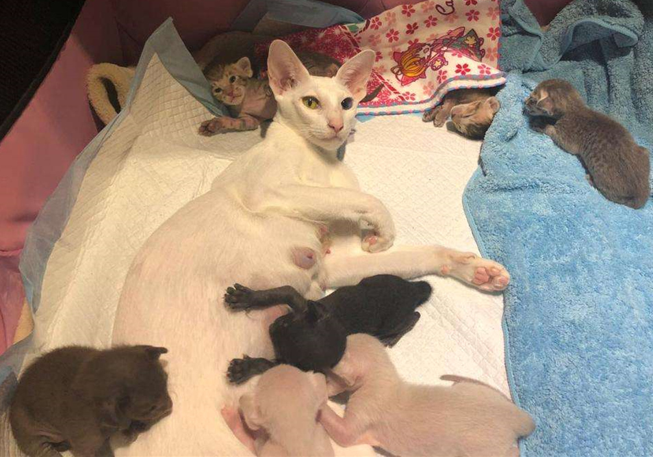 如果母猫不断奶会有乳腺炎,母猫断奶后需不需要打回奶针