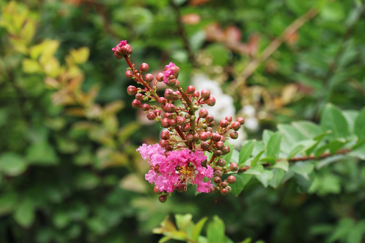 西安最被低估的大学西安工业大学,西安建筑科技大学实力怎么样