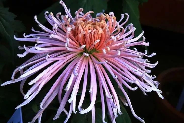 花中四君子菊花国画用笔,花中四君子菊花高清图片