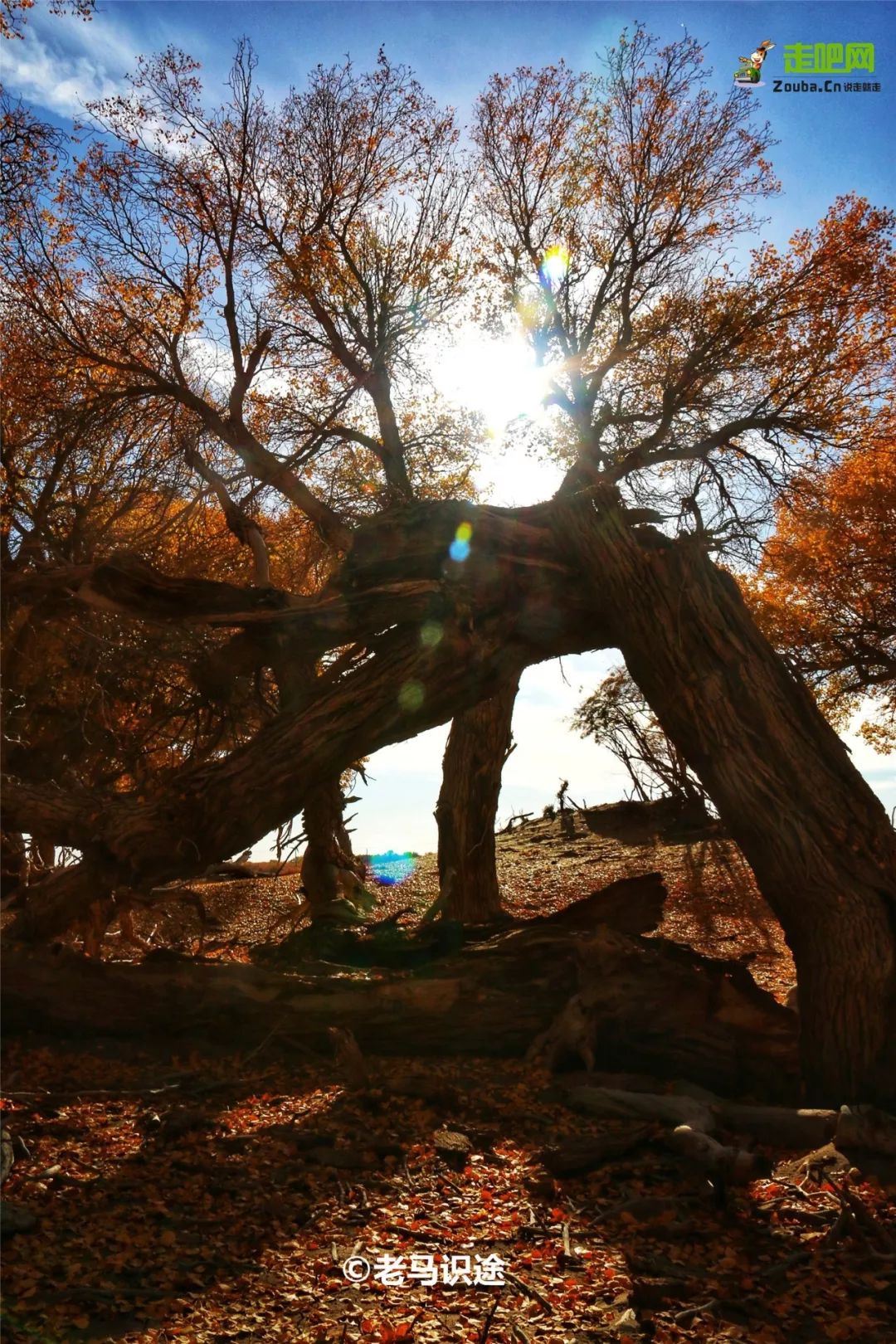 额济纳胡杨林自驾游详细攻略,宝鸡自驾往额济纳胡杨林攻略