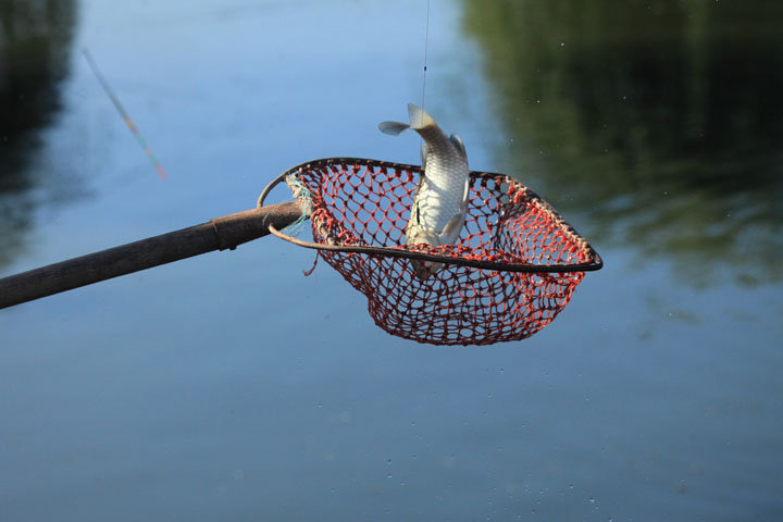 黑坑垂钓回锅鲤鱼的三种饵料，无需任何小药也能爆护