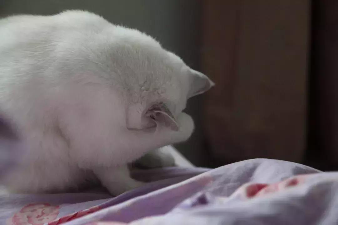 夏末秋初，刘三姐的英短咪咪，邂逅梁实秋的白猫王子