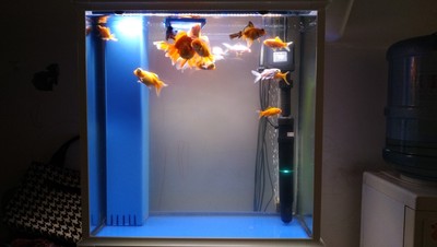 治理鱼缸绿水变清最简单的好办法,鱼缸加硝化细菌可以消除绿水吗