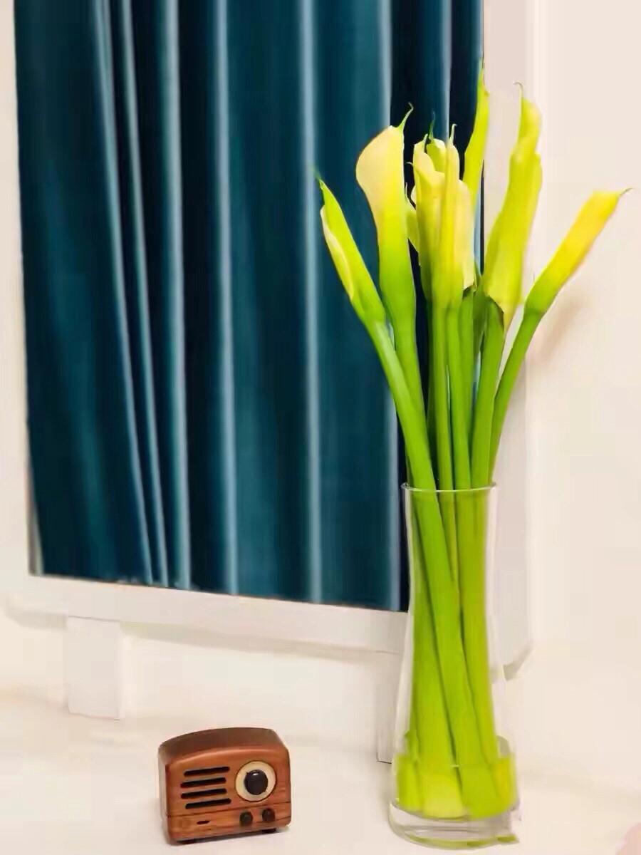 马蹄莲鲜切花焦了的养护方法,马蹄莲鲜切花怎么养护和管理