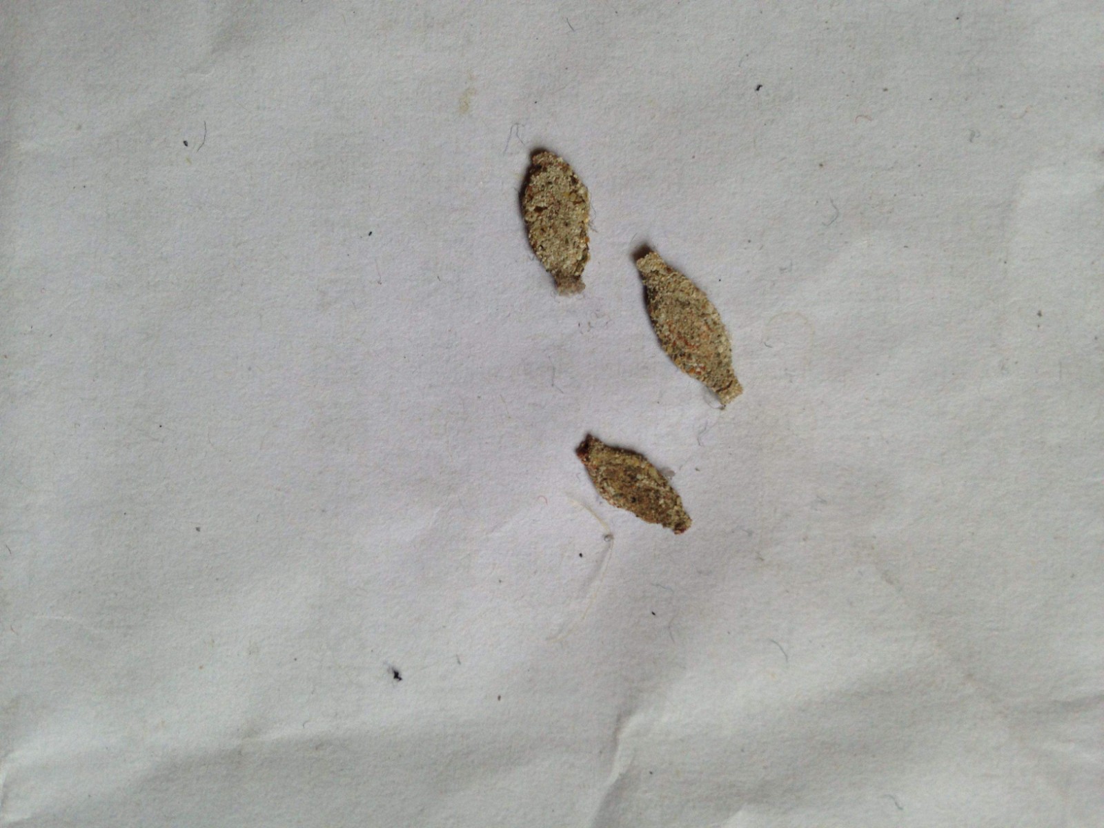 衣服放在衣柜里有白色的小虫子,衣柜中的衣服有小虫子要不要洗