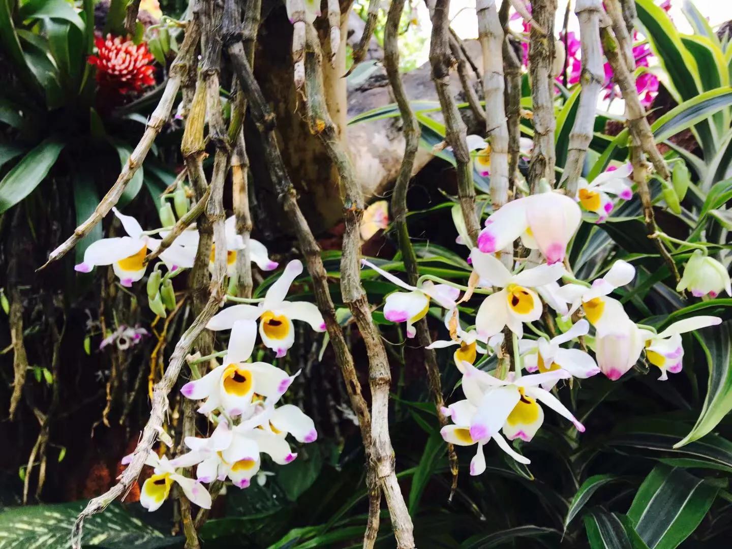 兰花最美的季节是冬季,北方冬季赏兰花