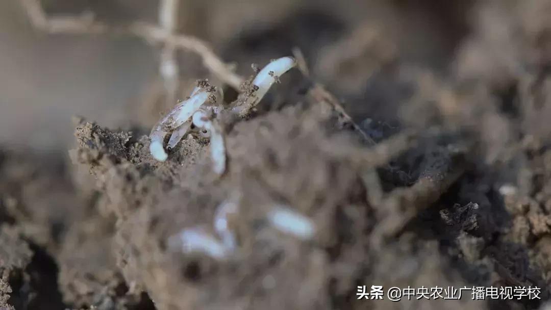 农广天地蛴螬养殖技术,韭蛆怎么防治最好