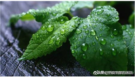 薄荷的9大顶级妙用,夏季薄荷的养殖方法