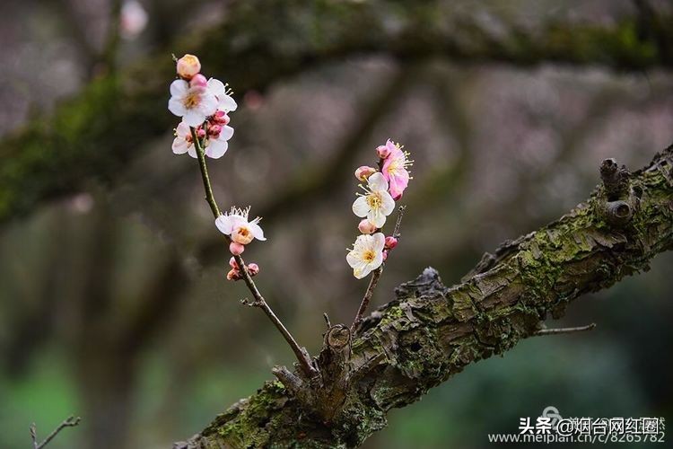 南京梅花山梅花开了吗,来南京梅花山赏梅花