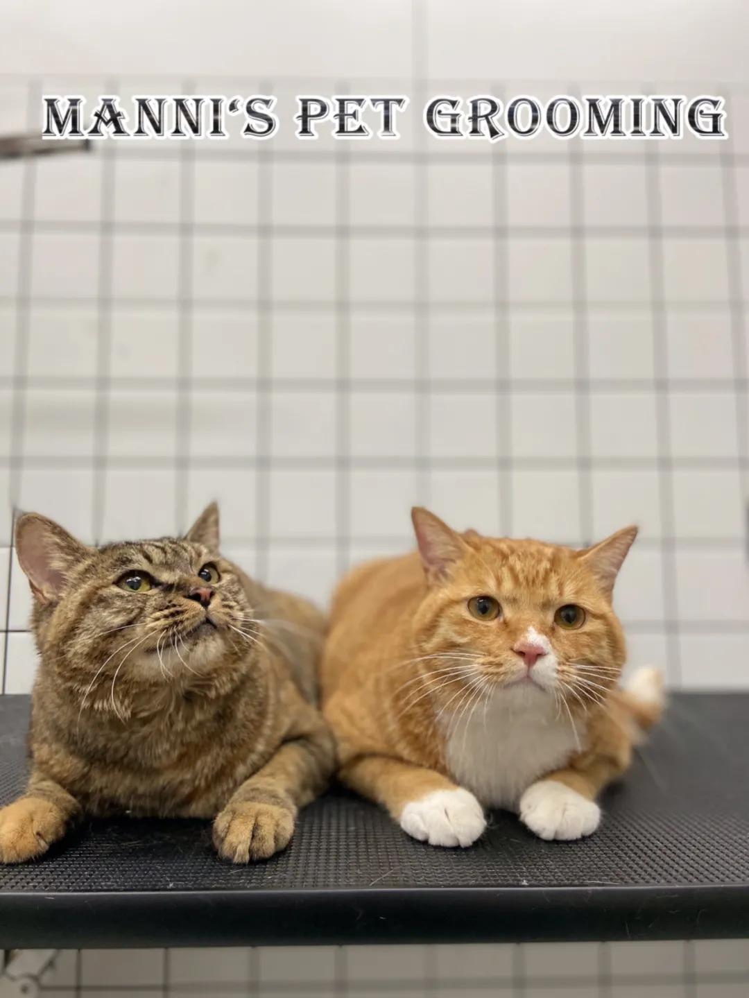 养橘猫一定要买什么,养橘猫的都是什么人