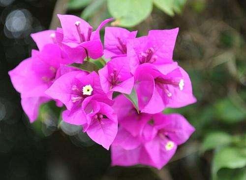 三角梅冻伤树干都出水了,五摄氏度三角梅在室外会冻伤吗