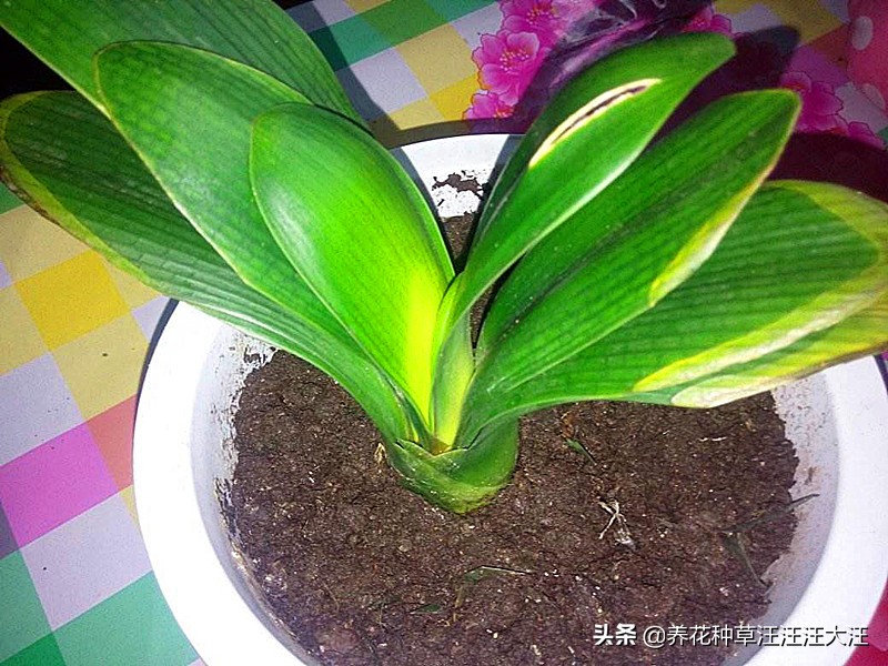 君子兰叶片发黄干枯怎么处理,君子兰根部底座部分干枯发黄