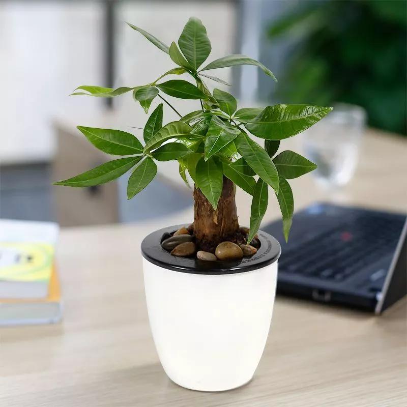 发财树叶子喷啤酒黄了,发财树黄叶喷桔子皮水可以吗