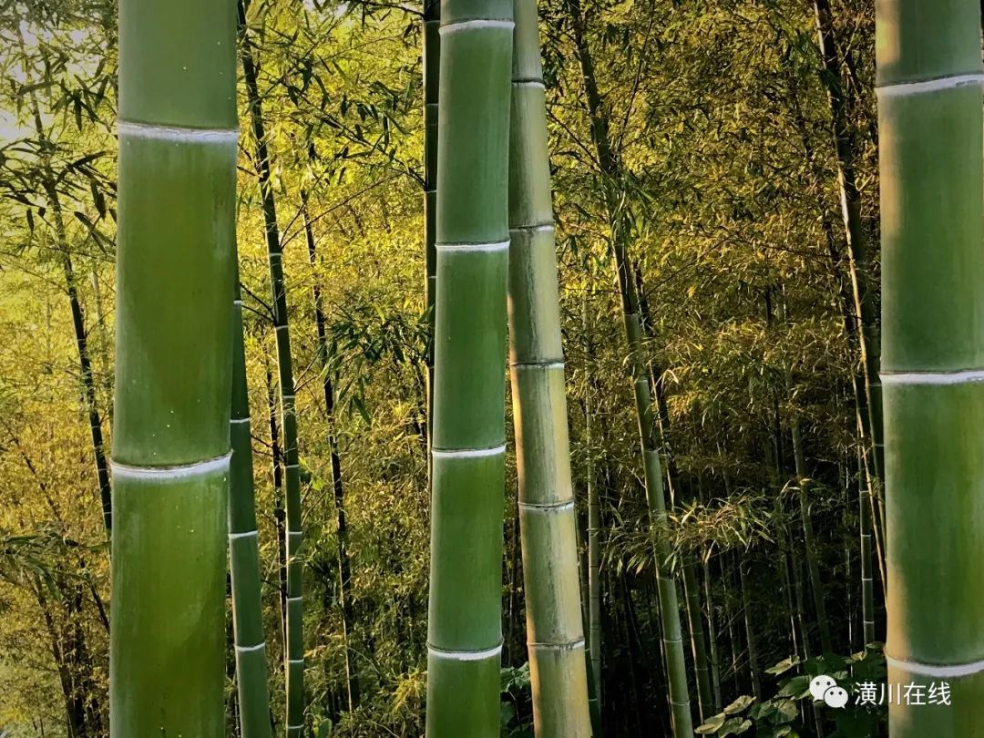 潢川双柳高山,潢川最高峰