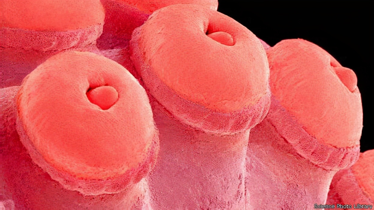 形似外星人的章鱼有多聪明,章鱼可能是最接近外星物种的生物