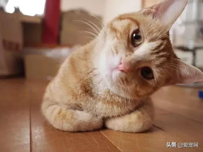 猫咪胡须有什么功效与作用,猫咪胡须的作用动画