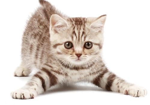 辟谣猫咪不能戴铃铛,辟谣猫咪真的没有九条命