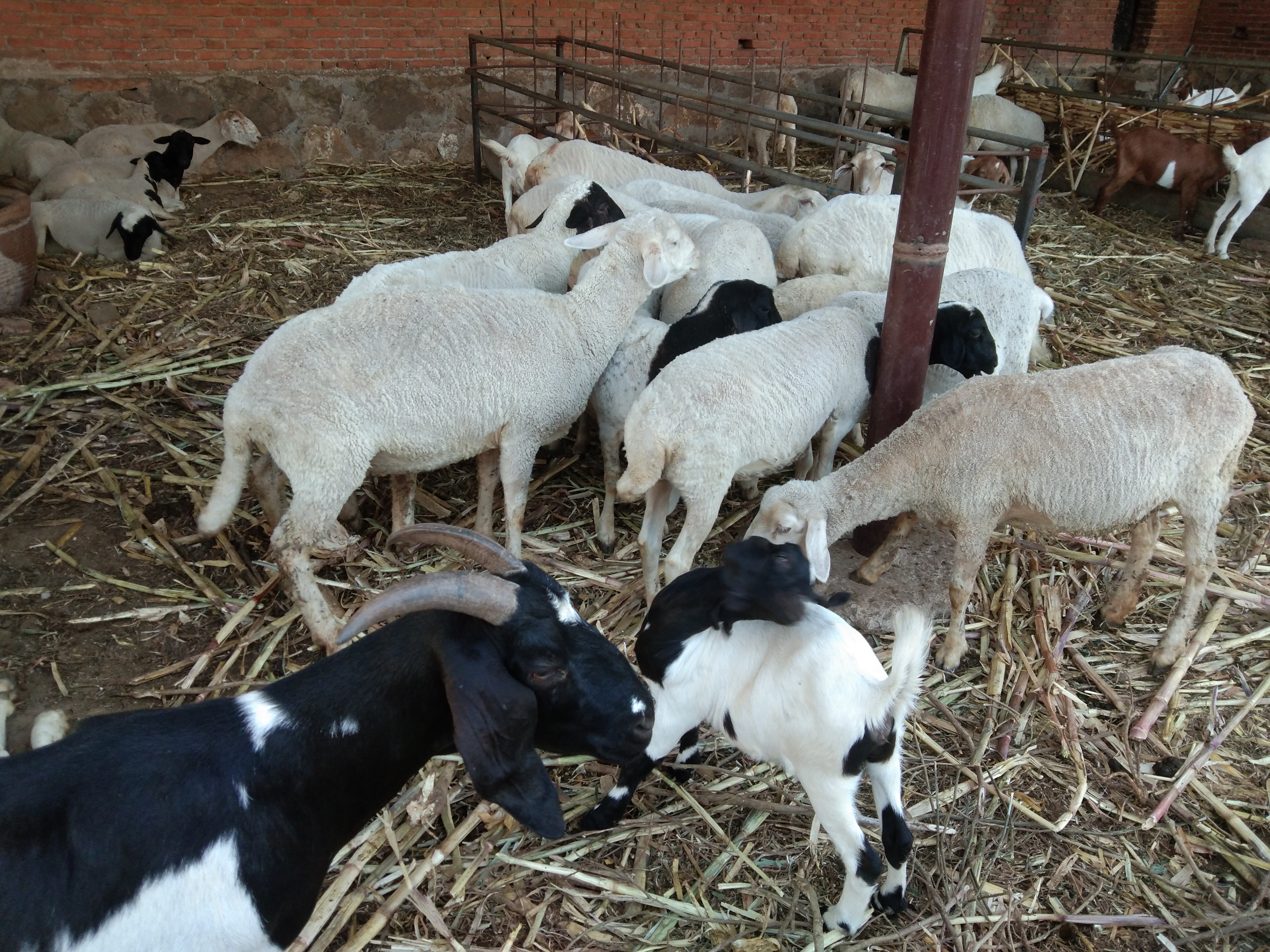 养羊中常遇到的几种母羊不受孕的原因，及其治疗方法、注意事项