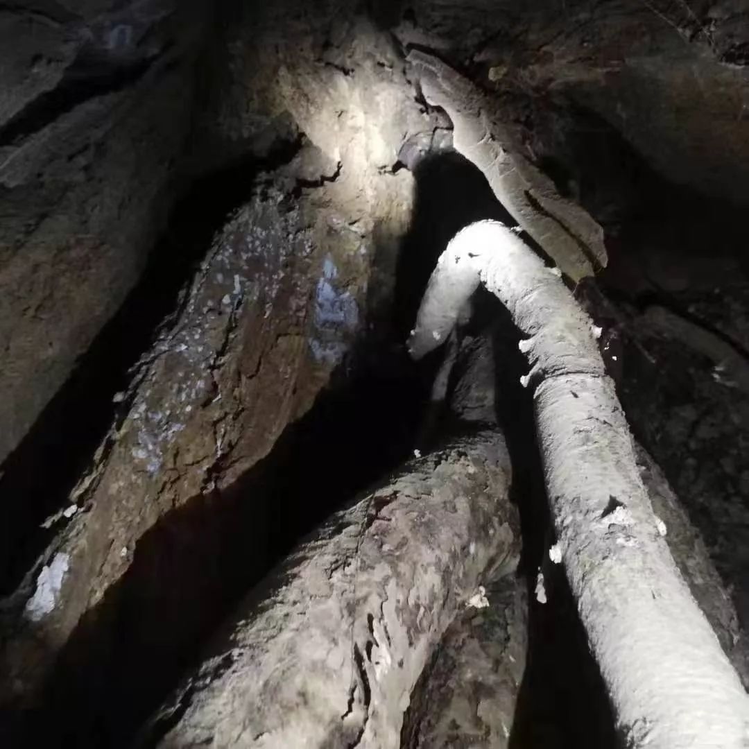 人的烦恼树也有!雪窦寺千年银杏夫妻树患上“脱发症”!专家会诊,CT、微创、整形全上了