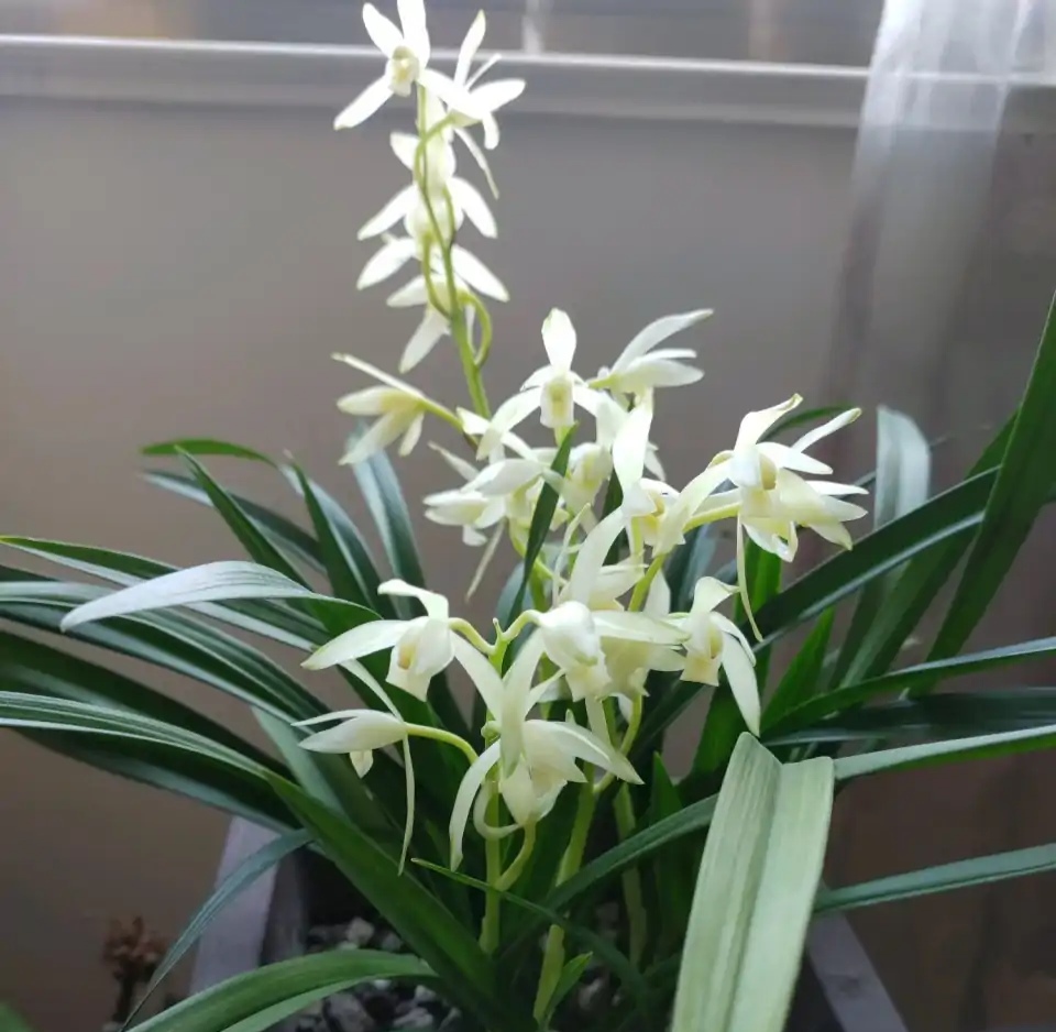 一年四季不死的十种花水养,浇水过多死的植物