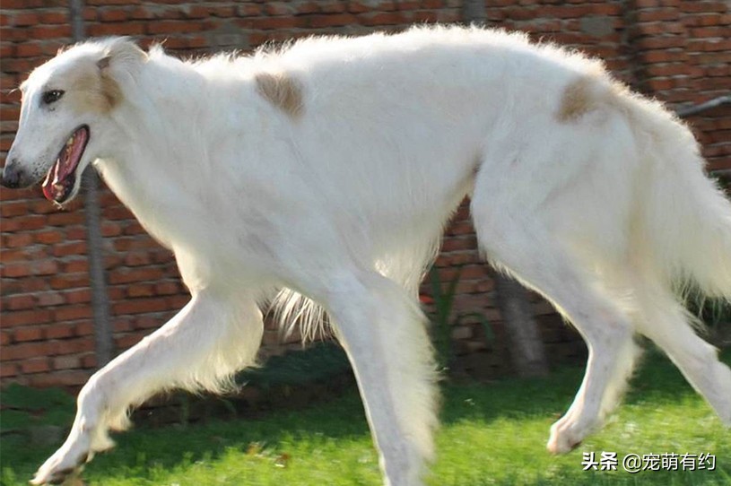 最好看的苏俄猎狼犬,最奇葩的爱尔兰猎狼犬