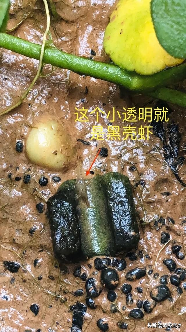 乌龟腐皮腐甲自愈过程,乌龟又腐甲又鼓包怎么办