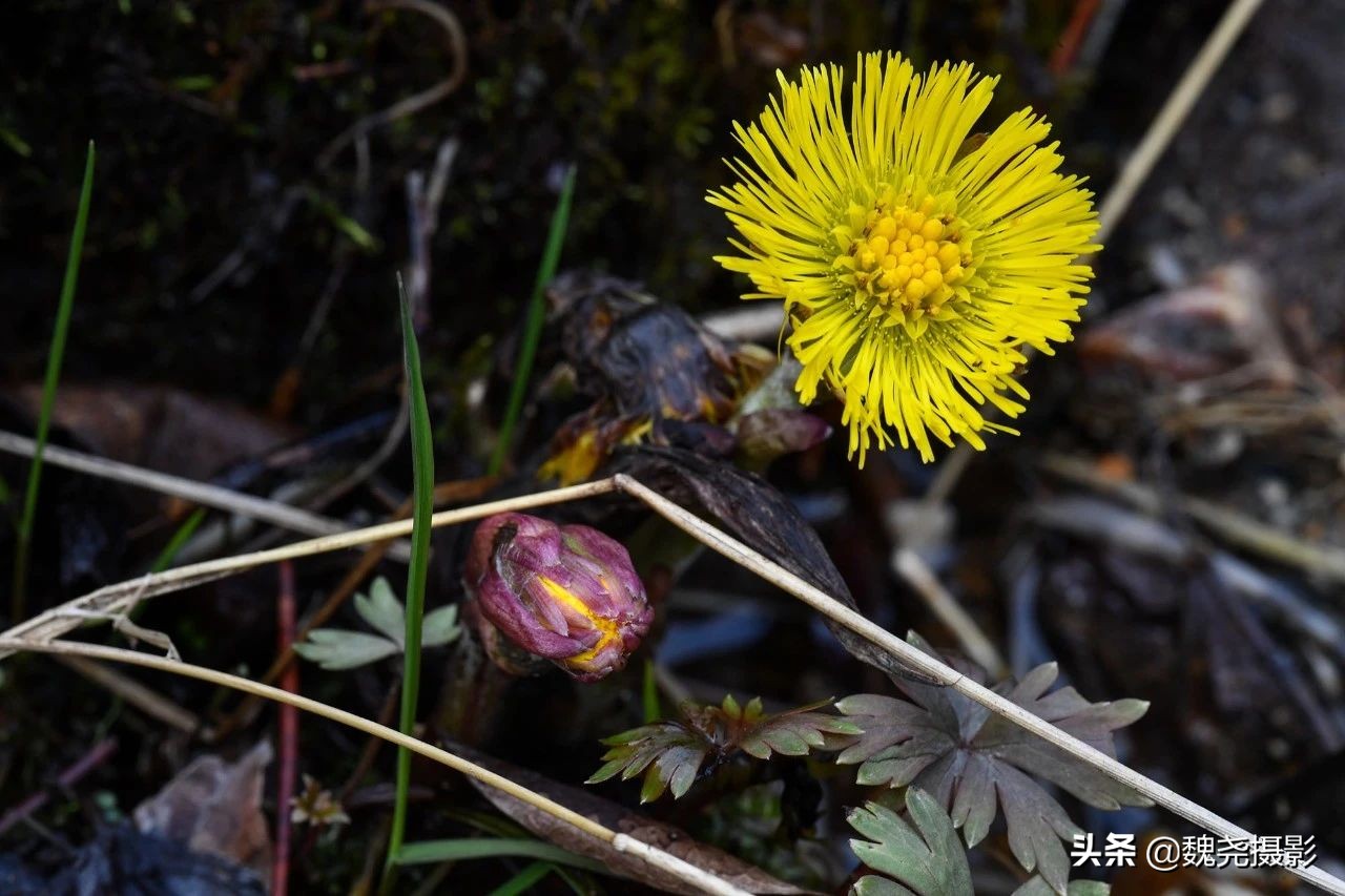 雪+雾凇+侧金盏+款冬=一次完美寻花之旅