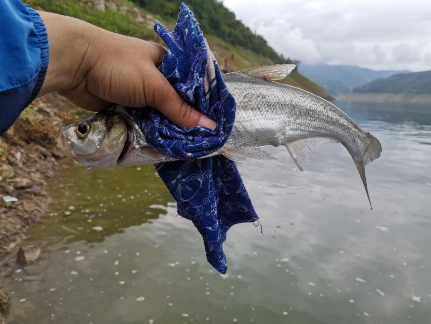 距昆明300公里的垂钓天堂,距离云南近的万峰湖野钓地点推荐