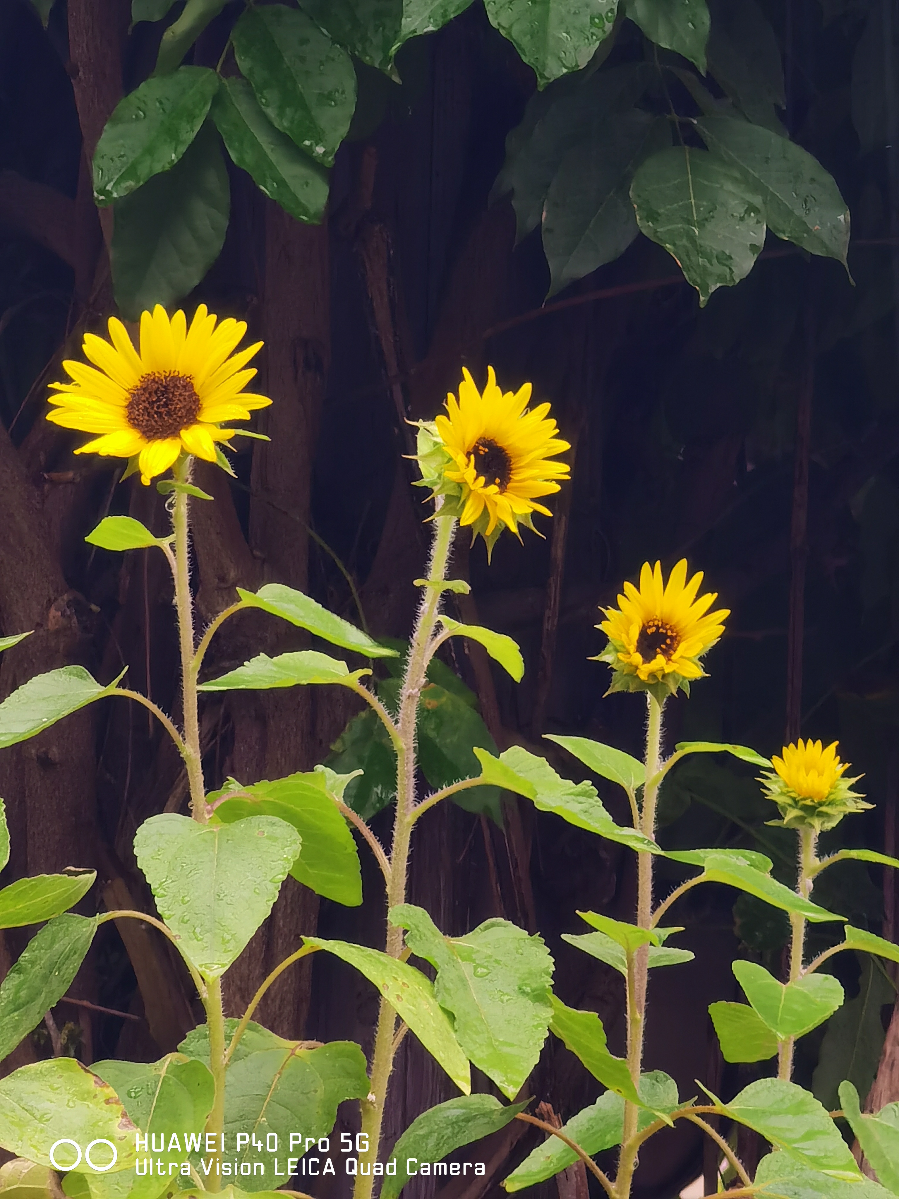 华为p50pro实测,华为p50pro变焦测试