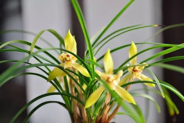 兰花常见病虫害的防治与分享,兰花的病虫害怎么处理最好