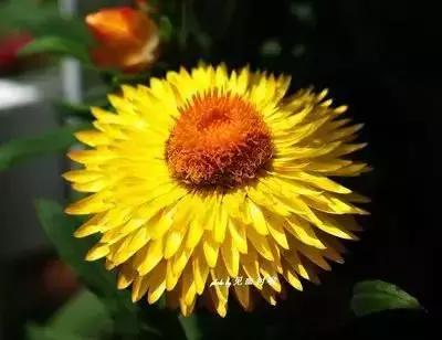 100种花的花语以及送花礼仪分享,100种花的名字和图片带花语