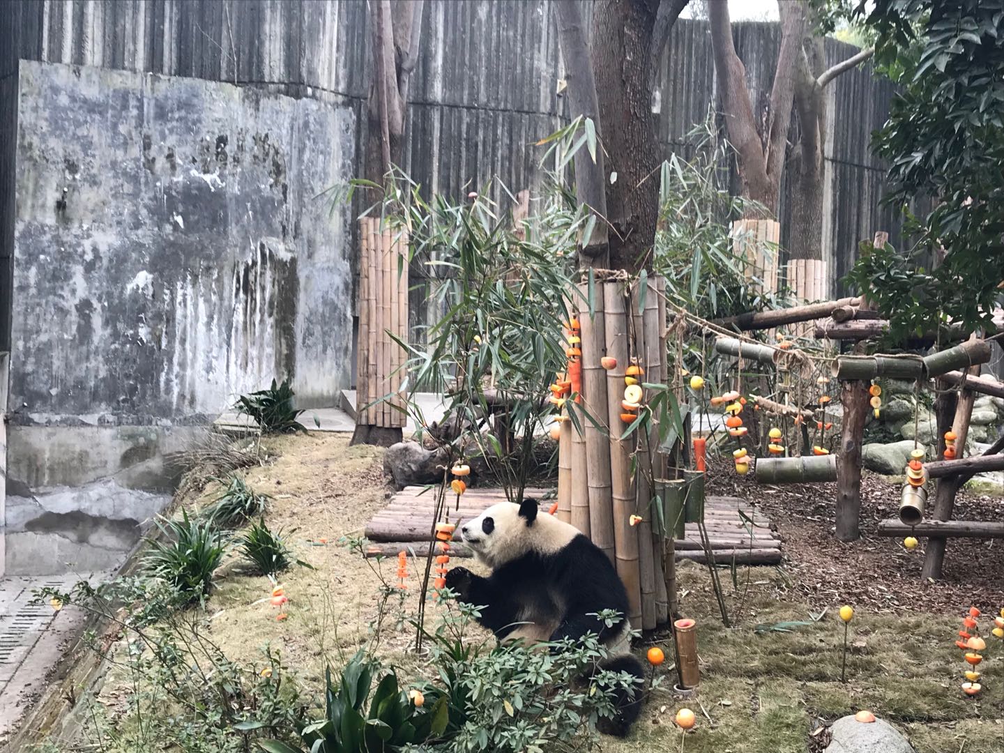 滚滚大熊猫日记,滚滚大熊猫回国后的生活