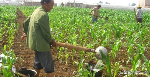 玉米出苗后，地里幼苗一块高一块低相差很大是怎么回事，该咋办？