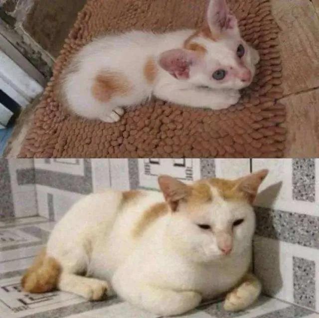 原来橘猫是从小就开始胖了,橘猫为什么可以长那么胖