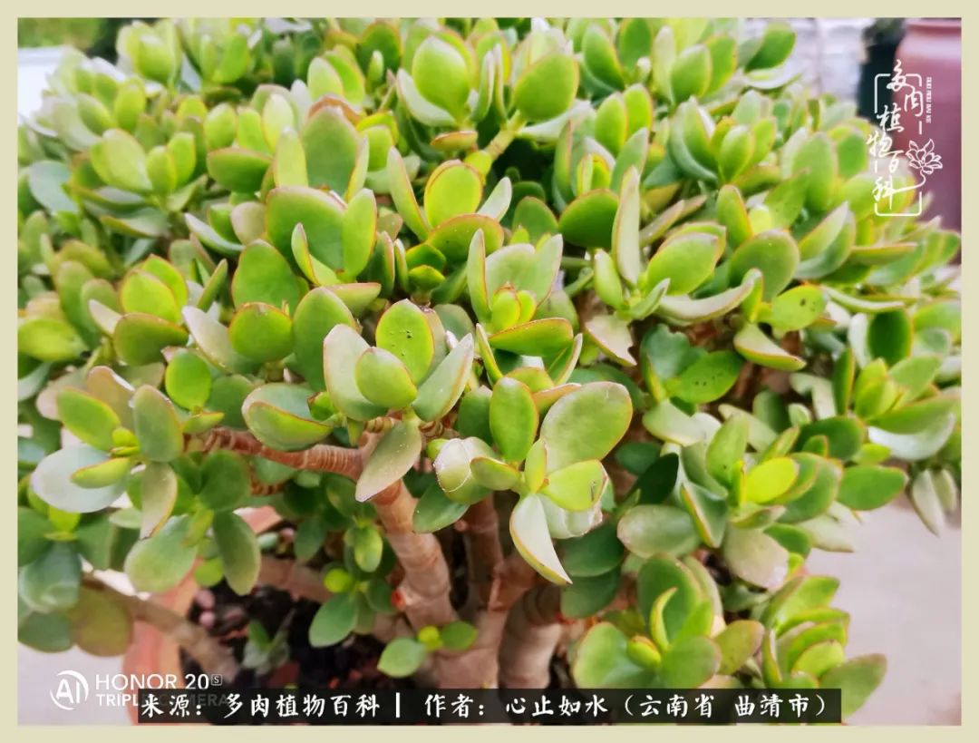 感谢陪伴感恩所有的遇见,让每个人都能感受到多肉的美好