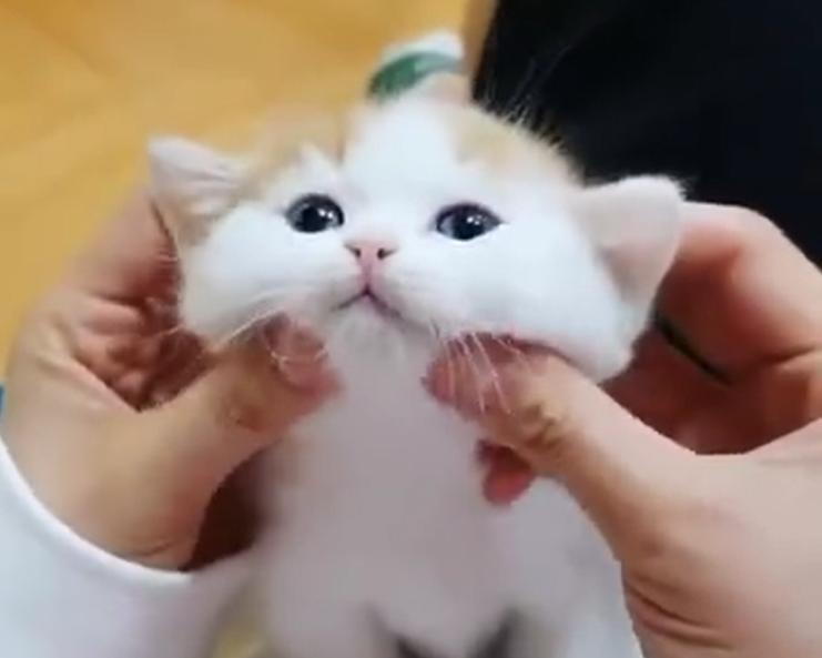 猫奴必看收藏级有关猫咪冷知识,猫咪一生的秘密猫奴必看