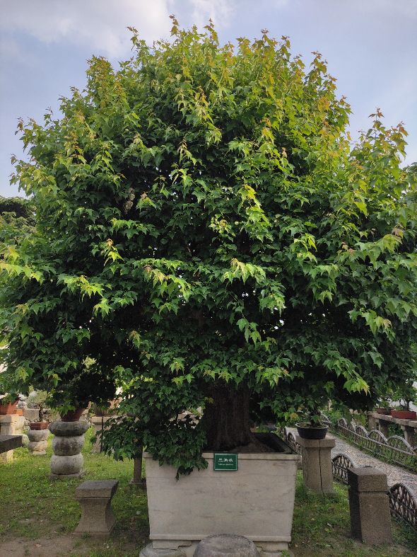 苏州园林拙政园预约,苏州园林拙政园民宿