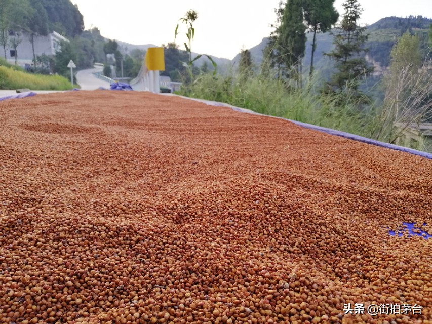 酿出来的酒有苦味怎么回事,酒苦味重有什么办法解决