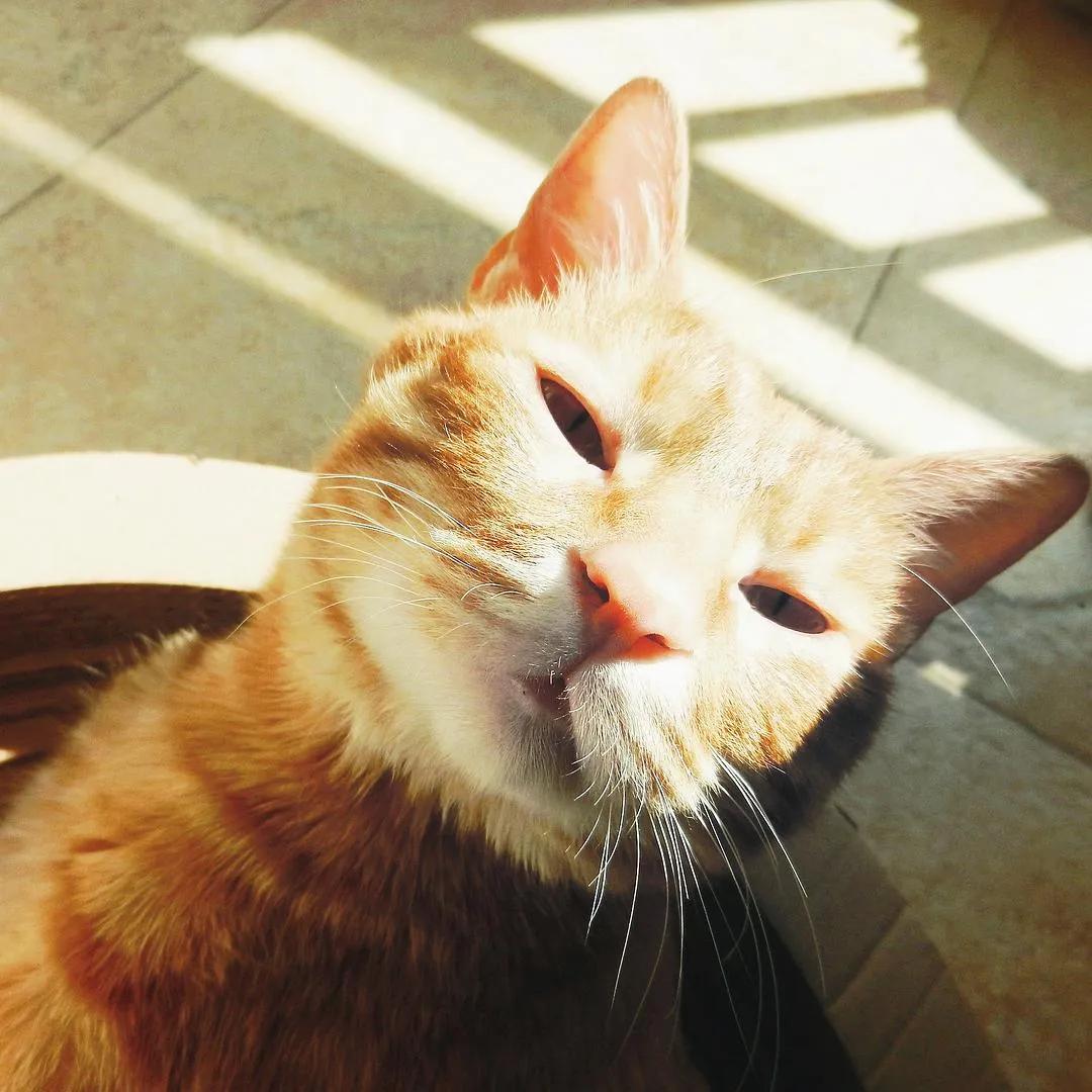 猫咪掉胡须意味着什么,猫咪胡须连根拔了还会长出来吗