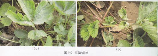 什么品种的草莓产量多又好吃又甜,什么草莓品种丰产又好吃