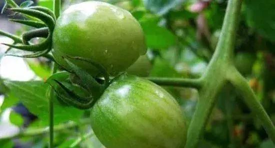 代森锰锌能治土壤板结吗,代森锰锌能防哪些病