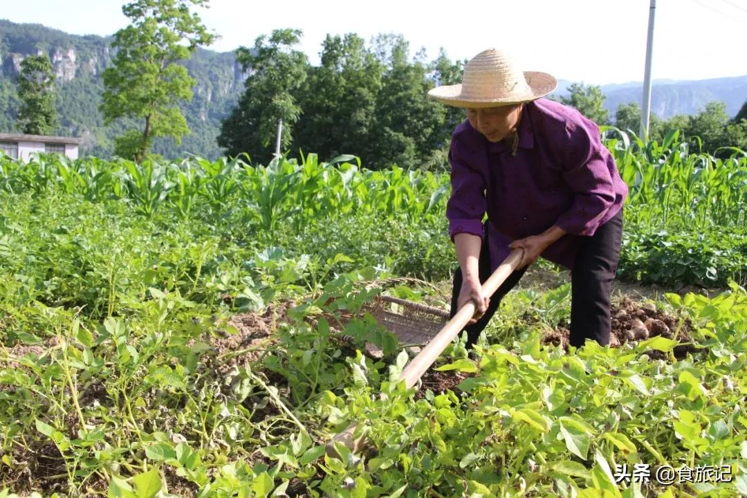 正宗恩施炕土豆摆摊,恩施炕土豆哪里卖的好吃