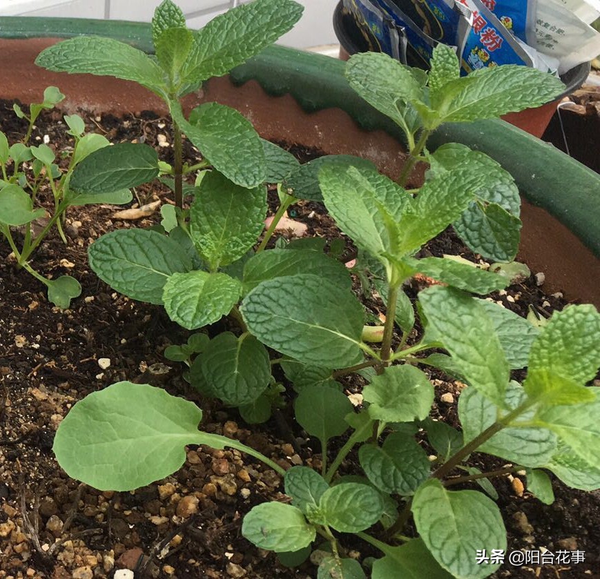 薄荷盆栽枯萎了怎么救,干枯的薄荷盆栽能活吗