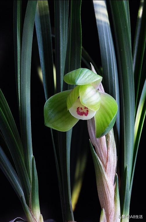 春兰名品兰花,春兰兰花名品图鉴