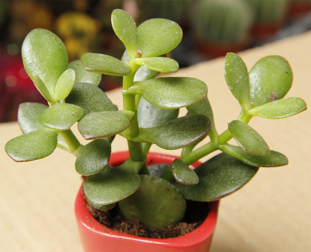 玉树多久浇一次水玉树浇水方法,秋天玉树怎样修剪最漂亮