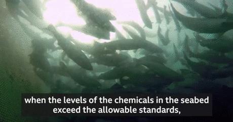 “最毒僵尸鱼”，外媒曝挪威三文鱼养殖乱象，看完胃不好了