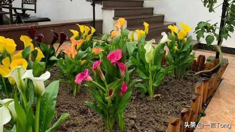 贵族版马蹄莲,高贵雅致马蹄莲