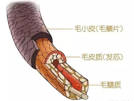 沙宣“退位让贤”，护发届翘楚“阿玛尼”上线，网友：良心洗发水