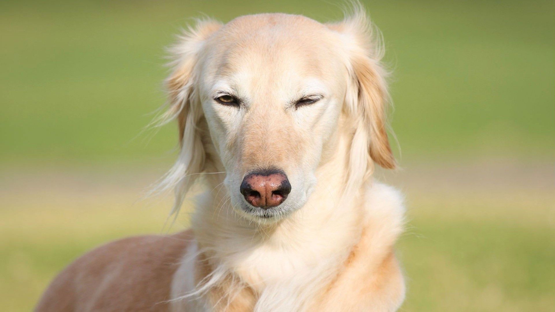 如何改掉狗狗舔爪子的坏习惯,狗狗频繁舔咬怎么办